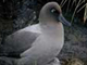 light mantled sooty albatross